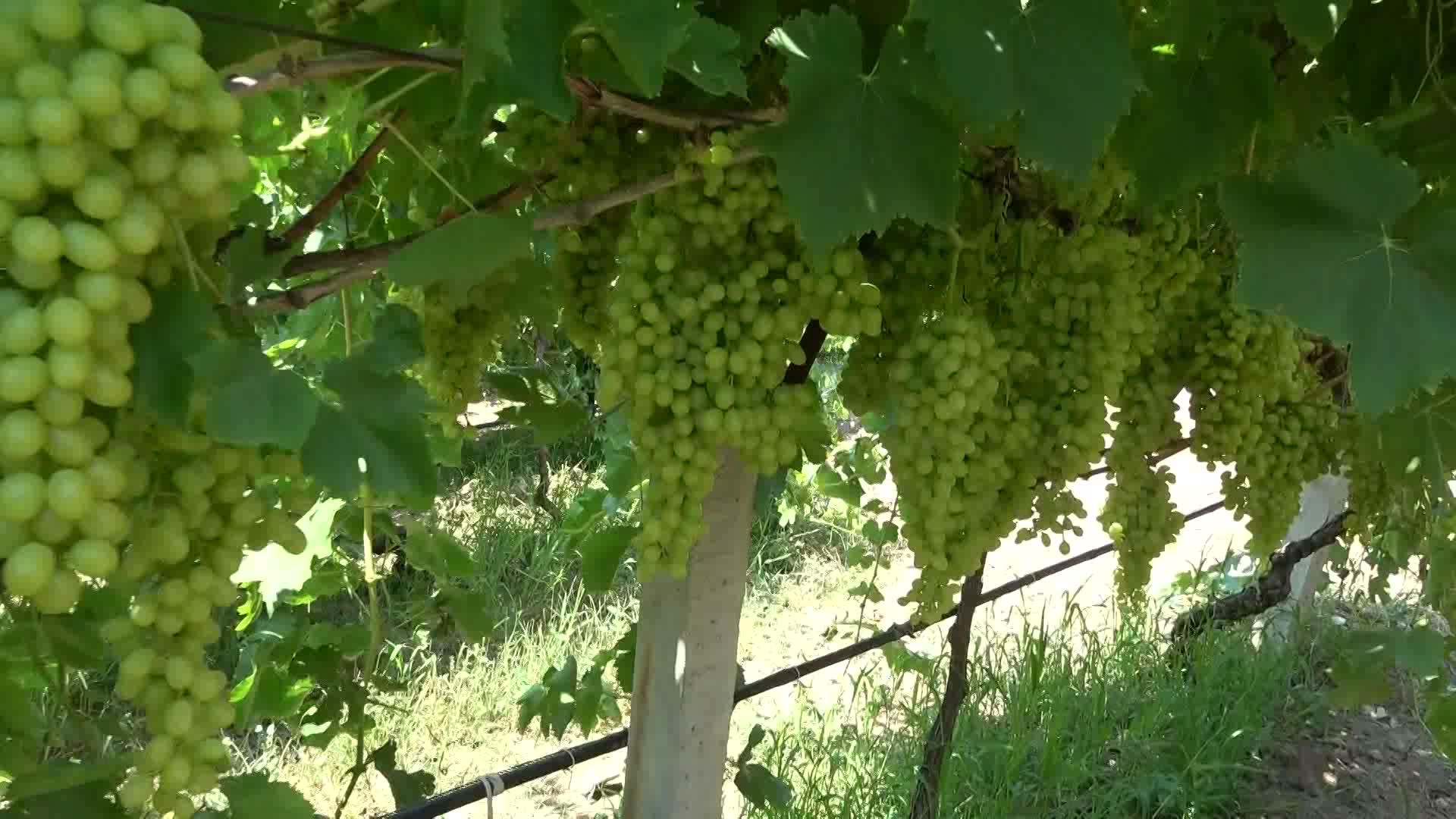 Üzüm üreticileri: